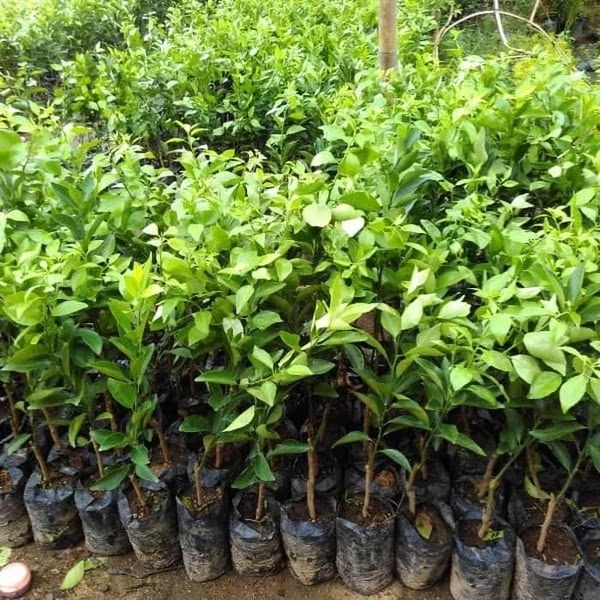 Bibit Jeruk Kalamonde Plaosan
