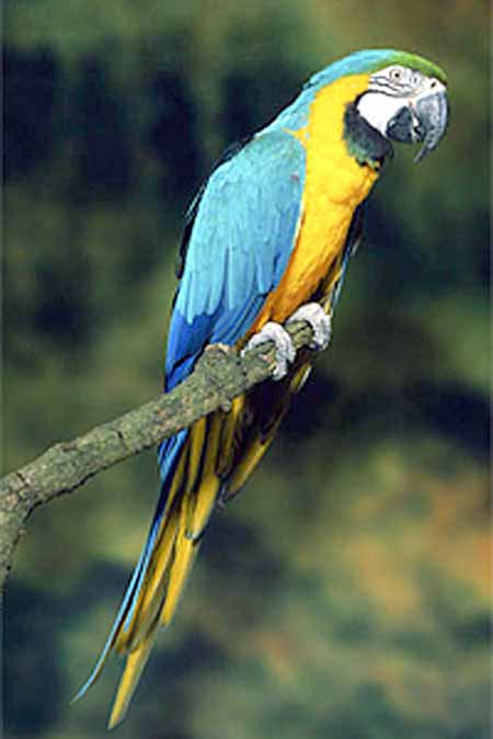 Aves en Bolivia