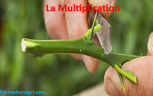 Multiplication végétative : définition, principes et exemples