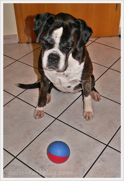 Boxer Ivy mit dem TRIXIE Activity Snack-Ball