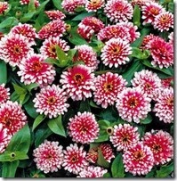 zinnia_swizzle_cherry_and_ivory_22