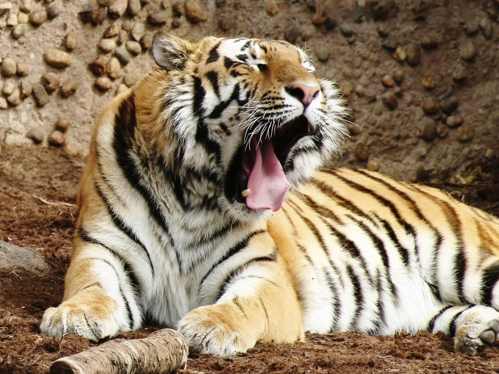 Wallpaper Dan Gambar Harimau Berukuran Besar Wallpapersforfree