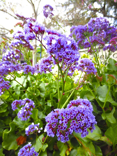 Purple flowers