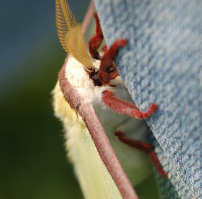 Luna moth, close up