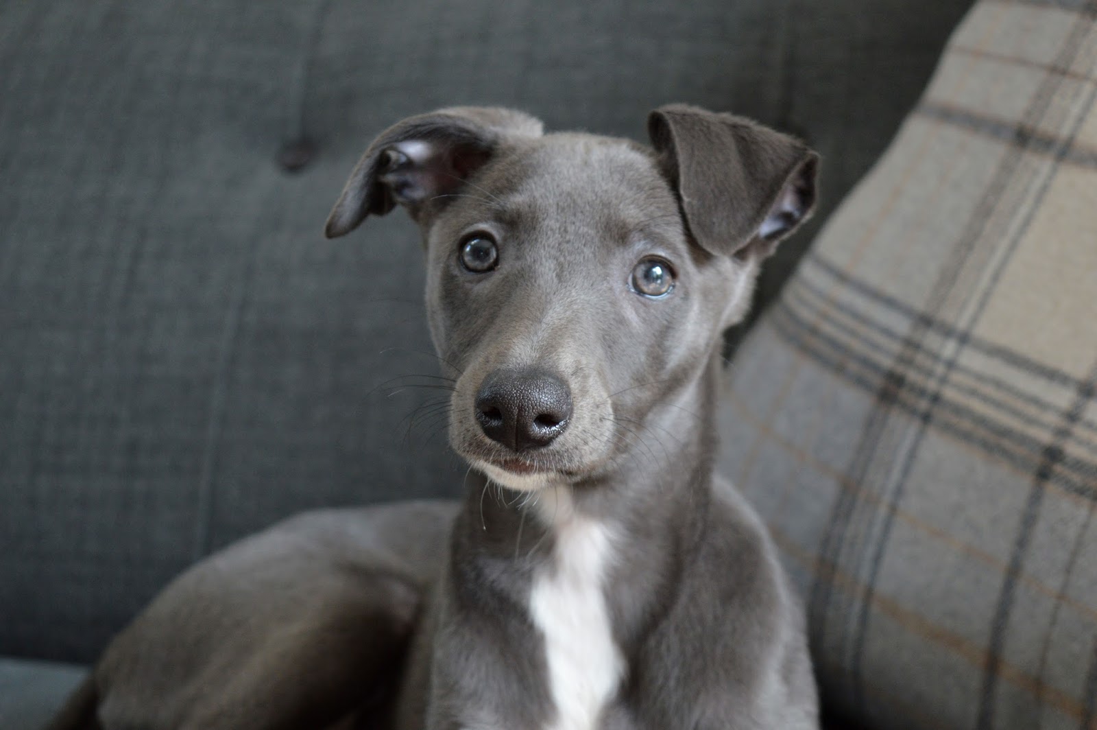 Blue Whippet Puppies For Sale Goldenacresdogs Com