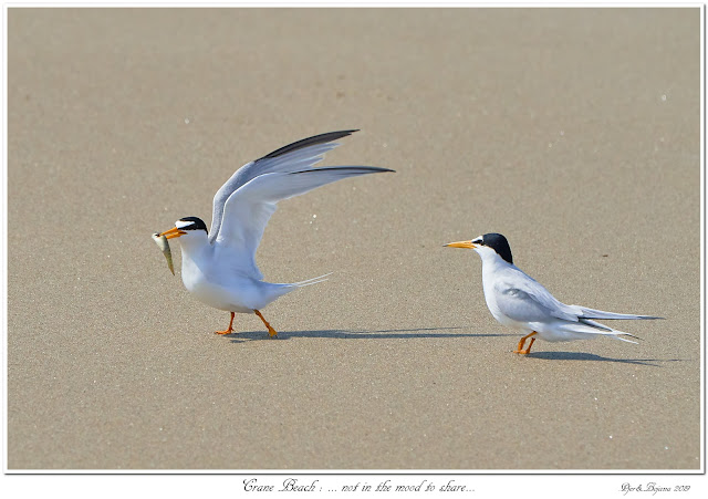 Crane Beach: ... not in the mood to share...