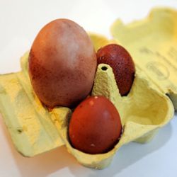 telur raksasa
