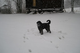 Bouvier des flandres