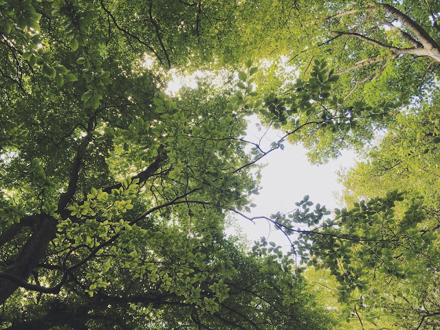 Canopy of green leaves