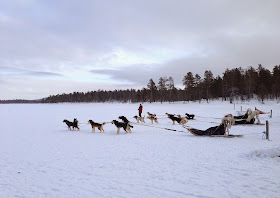 Husky Sled, Finland