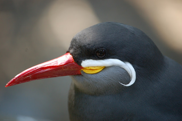 An Inca tern has a dark head, a red beak, and a jaunty curled, white mustache.