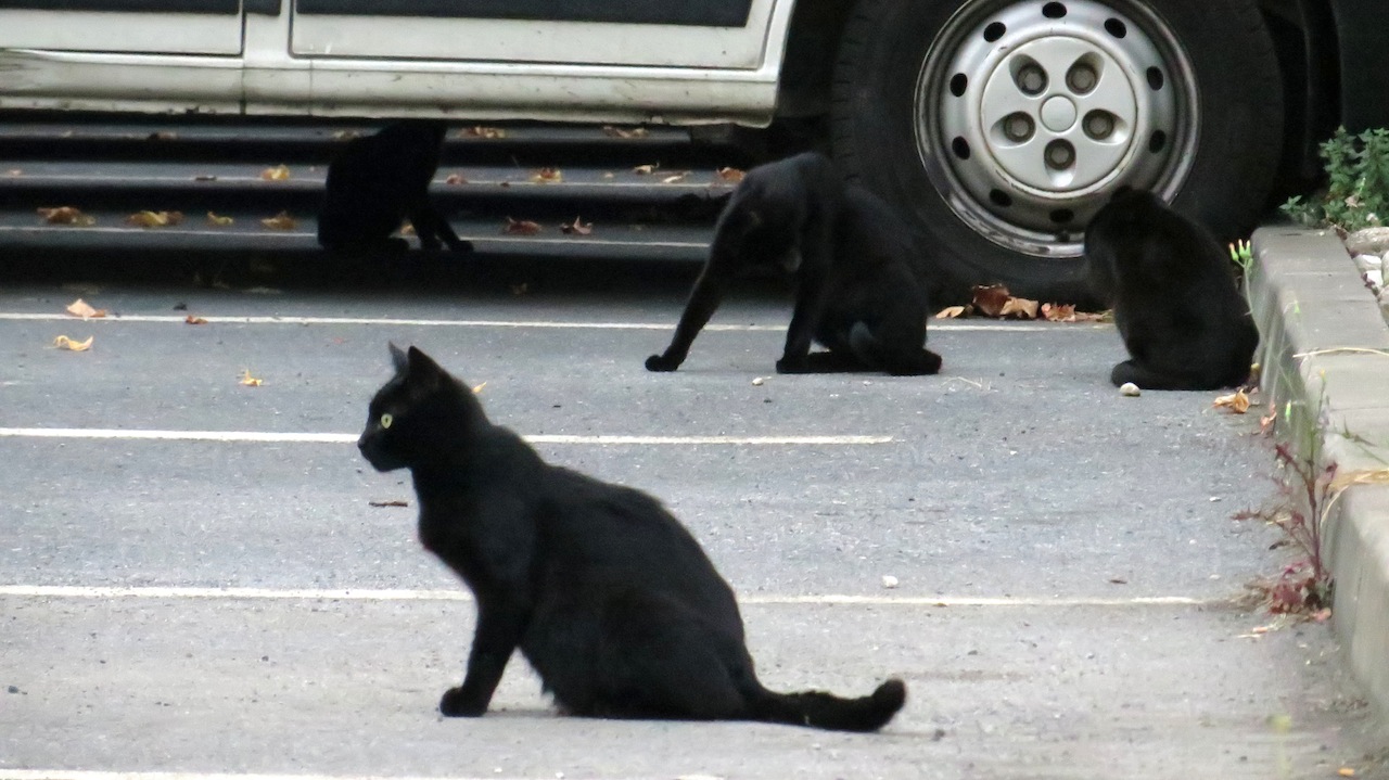 Gatos callejeros en el barrio de Desierto