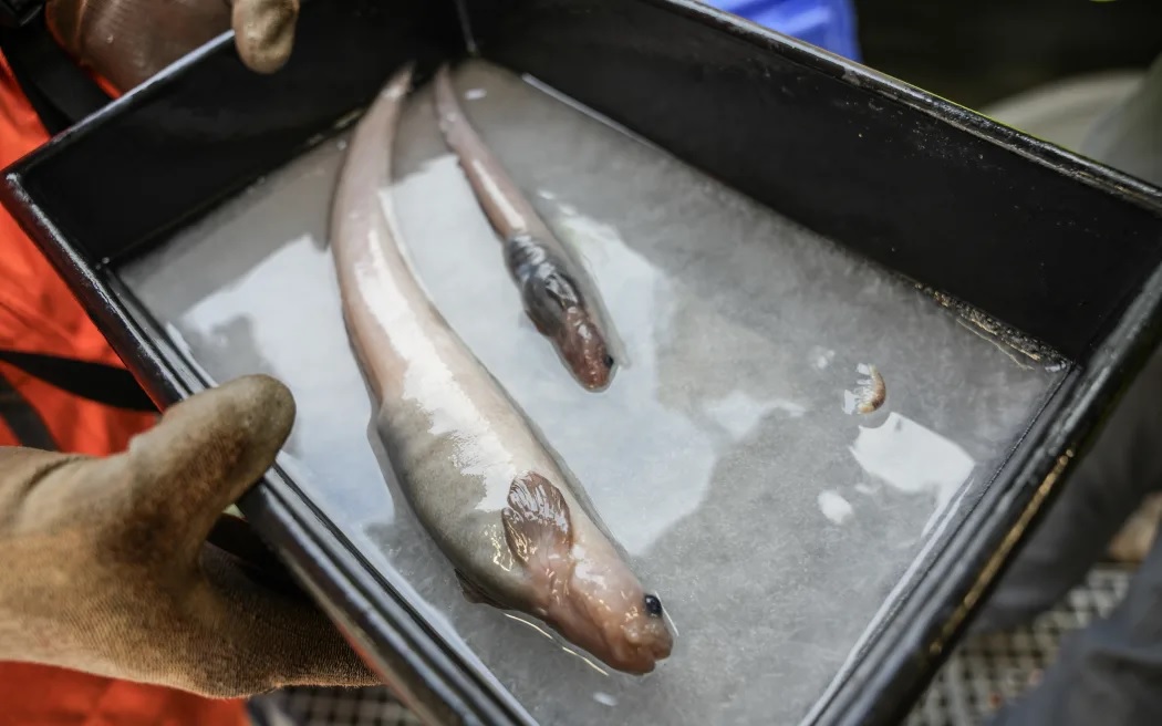 Hai con lươn là loài mới đối với khoa học sinh vật biển được bắt trong một cái bẫy cá đặt ở độ sâu 2700m trong chuyến thám hiểm tới Bounty Trough. Ảnh: NIWA / Chương trình “Điều tra dân số đại dương” / Rebekah Pars