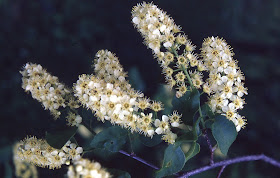 choke cherries, Rose family, Rosaceae