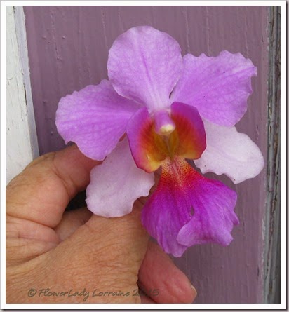 04-30-vanda4