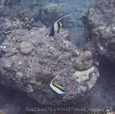 峇里, bali, 浮潛, Amed, snorkel, Japanese ship wreck