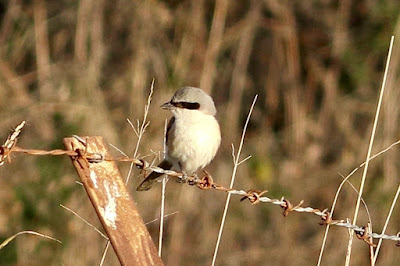 "Great grey shrike  (Lanius excubitor) sitting on a barbed wire fence."