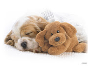 Cute Dog Sleeps with Doll (cute dog sleeps with doll)