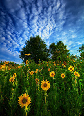 Alcanzando el sol - Campo de girasoles - Reaching for the Sun by Todd Tobey