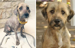 Antes y después perros adoptados de la calle