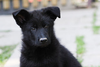 chiot berger allemand noir