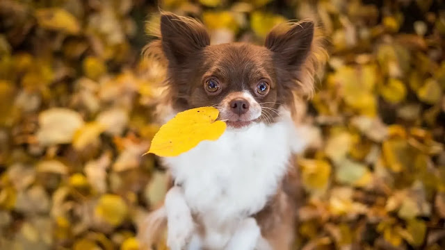 Cute Chihuahua