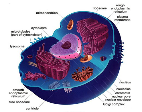 Science is My Life Soal  dan  Jawaban Biologi Tentang  Sel 