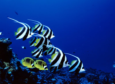 Peces en el mar II (6 fotos e imágenes acuáticas)