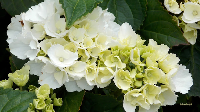 HD wallpaper witte hydrangea bloemen