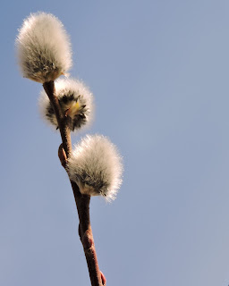 catkins on pussy willow- spring