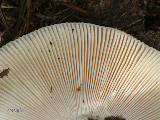 Russula vesca DSC66868