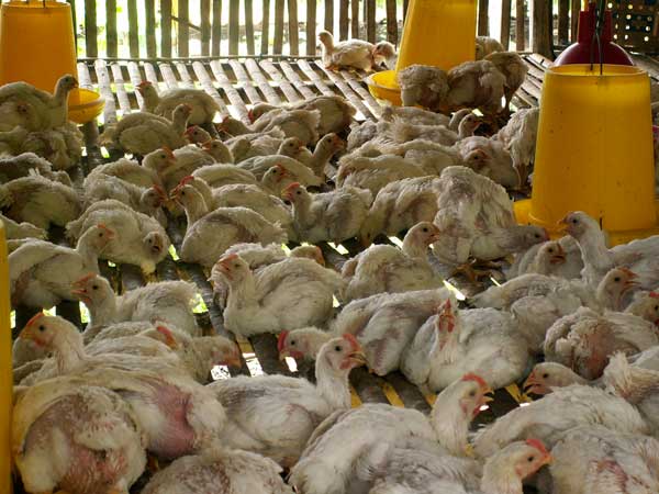 BUDIDAYA AYAM  PEDAGING BROILER  cingcungo