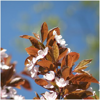 Beautiful Spring Flowers