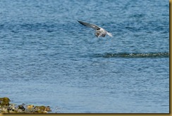 Common Tern - Sterna hirundo