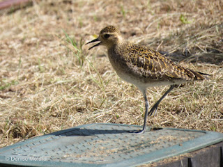 Pacific Golden Plover, regular winter visitor to Hawaii - © Denise Motard