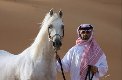 High Definition Arabian Horses Wallpapers