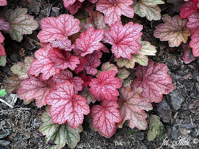 https://albamar.pl/6185-thickbox_default/zurawka-georgia-plum-heuchera.jpg