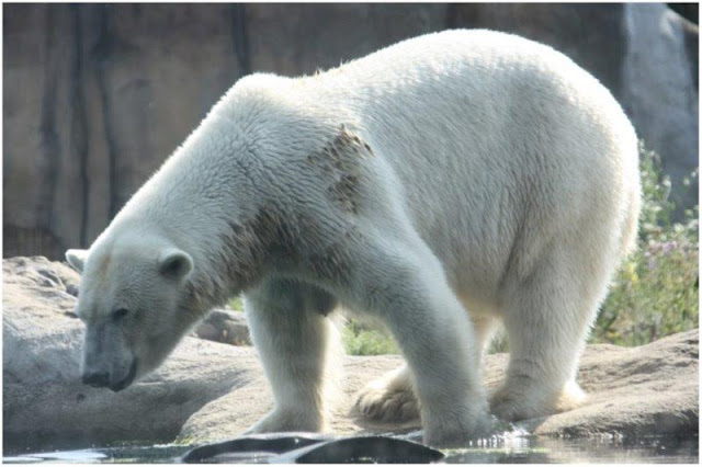 Oso polar en el Zoológico de Rotterdam o Diergaarde Blijdorp 