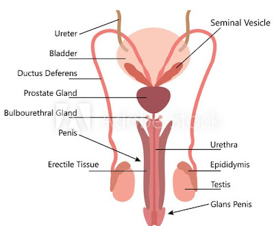 Simple male reproductive system diagram | Easy diagram of male reproductive system | Male reproductive system diagram with labels