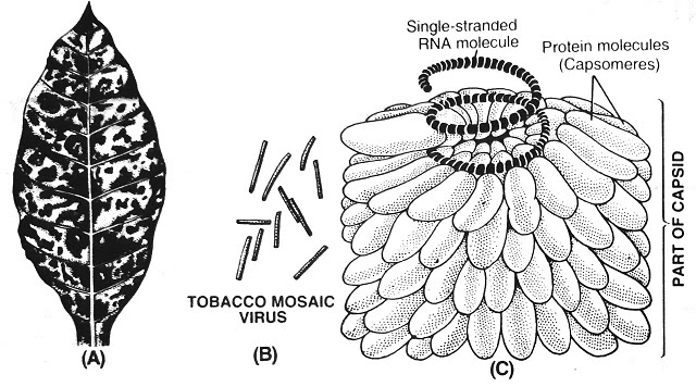 Tobacco Mosaic Virus (TMV) : Definition, structure, life Cycle