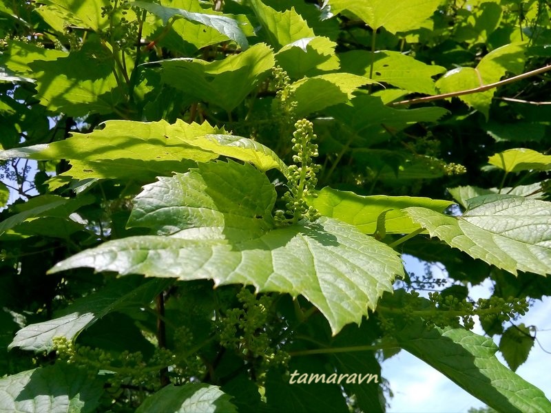 Виноград амурский (Vitis amurensis)