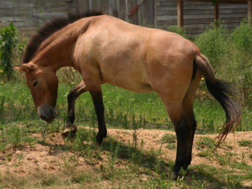 Ide Terbaru Kuda Poni Asli, Inspirasi Yang Pas Untuk Hunian Anda