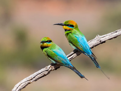 Abejaruco australiano Merops ornatus