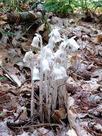 Indian Pipe