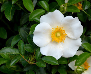 cherokee rose photo