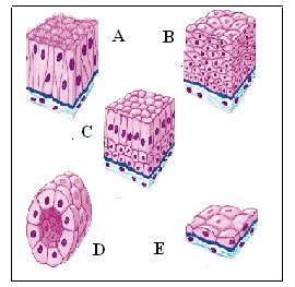 BIOLOGI GONZAGA  TUGAS SOAL  JARINGAN  HEWAN  DAN TUMBUHAN