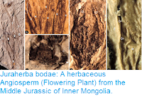 http://sciencythoughts.blogspot.co.uk/2016/04/juraherba-bodae-herbaceous-angiosperm.html