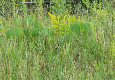 young black walnut tree