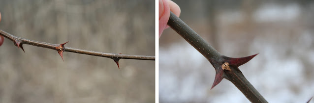 A panel of photos showing a Black Locust branch with thorny nodes and a cracked leaf scar over a hidden bud.