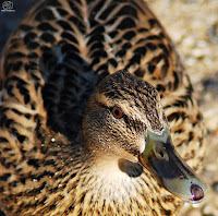 Ánade real hembra (Anas platyrhynchos)​